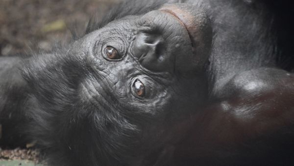 What can a bonobo teach a hedge fund manager?