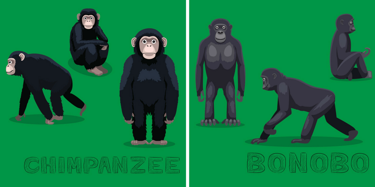 Chimps and Bonobos