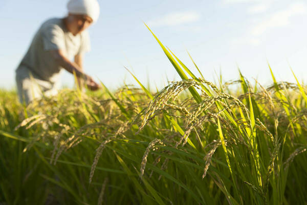 Japan rice farming